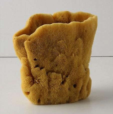 Accessories Natural Sponges from Anthropologie portrait 4